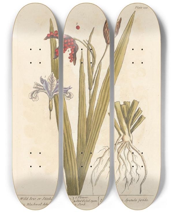 Triptych art skateboard deck of Elizabeth Blackwell Wild Iris Or Stinking Gladwyn by Elizabeth Blackwell (1707-1758)