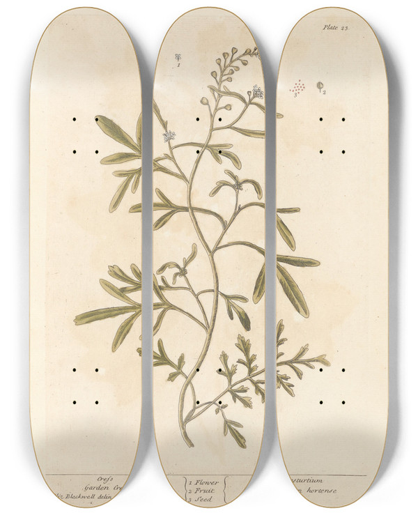 Triptych art skateboard deck of Elizabeth Blackwell Cress by Elizabeth Blackwell (1707-1758)