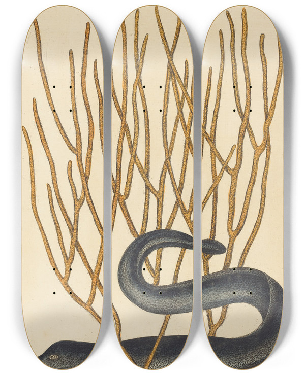 Triptych art skateboard deck of Mark Catesby The Black Muray Muraenae Helenae Varietas by Mark Catesby (1683-1749)