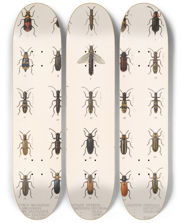 Triptych art skateboard deck of Frederick Ducane Godman Insecta Coleoptera Pl 089 by Frederick Ducane Godman (1834-1919)
