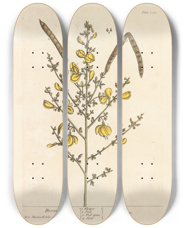 Triptych art skateboard deck of Elizabeth Blackwell Broom by Elizabeth Blackwell (1707-1758)