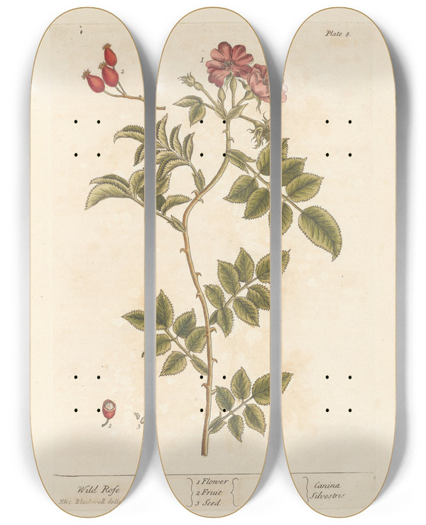 Triptych art skateboard deck of Elizabeth Blackwell Wild Rose by Elizabeth Blackwell (1707-1758)