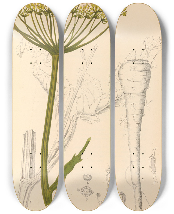 Triptych art skateboard deck of Charles Frederick Millspaugh Medicinal Plants Pl156 by Charles Frederick Millspaugh (1854-1923)