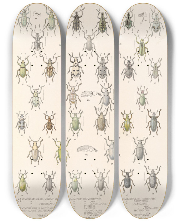 Triptych art skateboard deck of Frederick Ducane Godman Insecta Coleoptera Pl 149 by Frederick Ducane Godman (1834-1919)