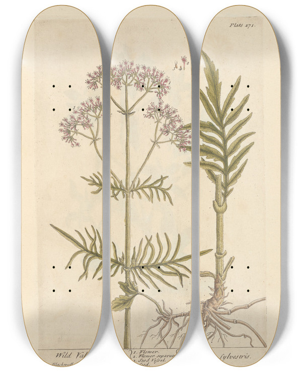 Triptych art skateboard deck of Elizabeth Blackwell Wild Valerian by Elizabeth Blackwell (1707-1758)