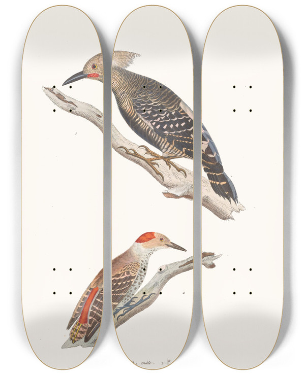 Triptych art skateboard deck of Coenraad Jacob Temminck Pic Strihup by Coenraad Jacob Temminck (1778-1858)
