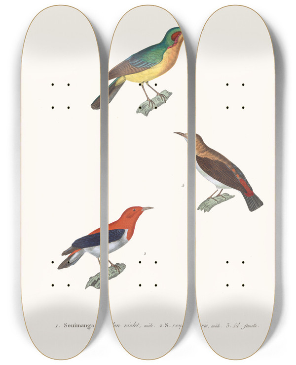 Triptych art skateboard deck of Coenraad Jacob Temminck Souimanga Oreillon Violet by Coenraad Jacob Temminck (1778-1858)