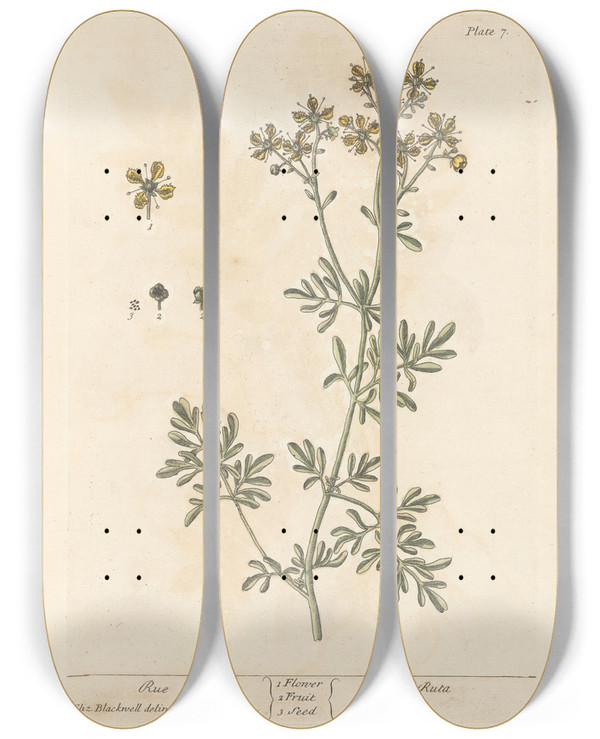Triptych art skateboard deck of Elizabeth Blackwell Rue by Elizabeth Blackwell (1707-1758)