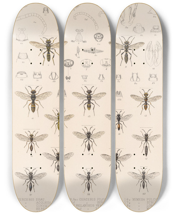 Triptych art skateboard deck of Frederick Ducane Godman Insecta Hymenoptera Pl 28 by Frederick Ducane Godman (1834-1919)