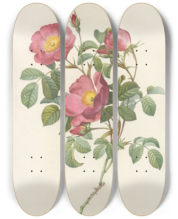 Triptych art skateboard deck of Pierre Joseph Redout Rosa Pumila by Pierre Joseph Redoute (1759-1840)