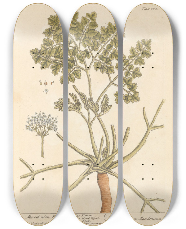 Triptych art skateboard deck of Elizabeth Blackwell Macedonian Parsley by Elizabeth Blackwell (1707-1758)