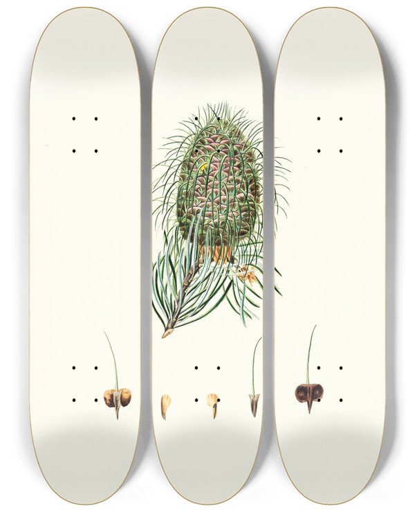 Triptych art skateboard deck of Aylmer Bourke Lambert Pinus Bracteata Leafbracted Fir by Aylmer Bourke Lambert (1761-1842)