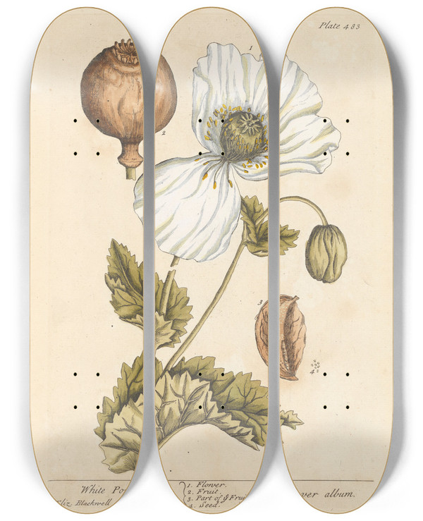 Triptych art skateboard deck of Elizabeth Blackwell White Poppy by Elizabeth Blackwell (1707-1758)
