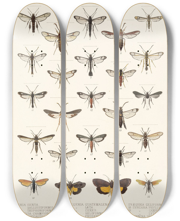 Triptych art skateboard deck of Frederick Ducane Godman Insecta Lepidopteraheterocera Pl 005 by Frederick Ducane Godman (1834-1919)