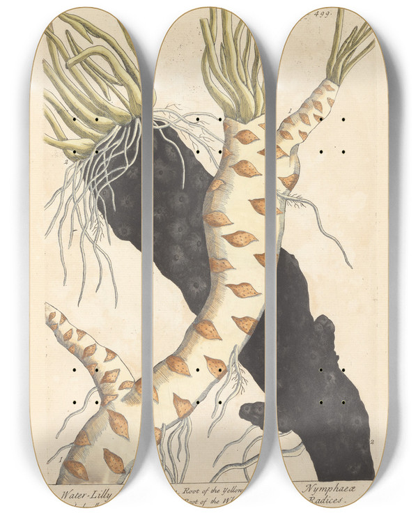 Triptych art skateboard deck of Elizabeth Blackwell Water Lilly Roots by Elizabeth Blackwell (1707-1758)