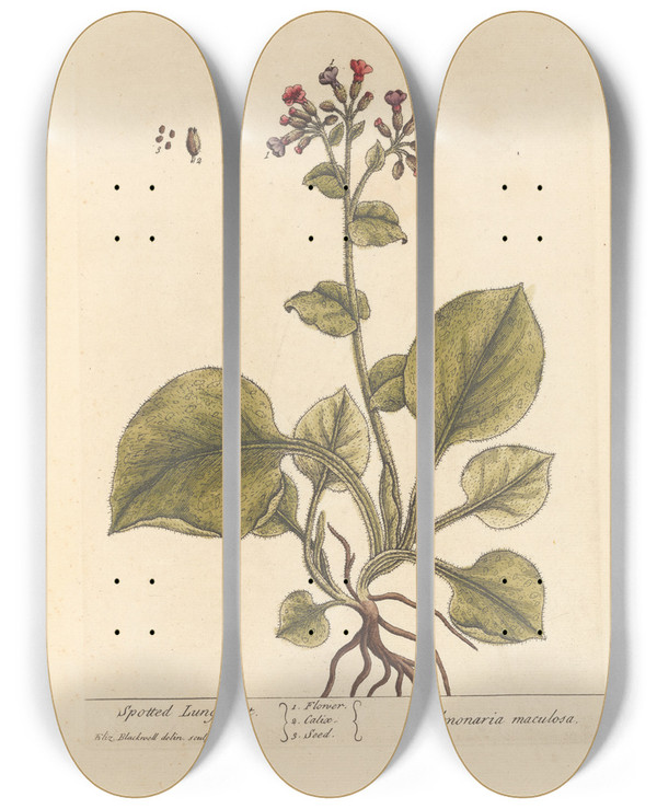 Triptych art skateboard deck of Elizabeth Blackwell Spotted Lungwort by Elizabeth Blackwell (1707-1758)
