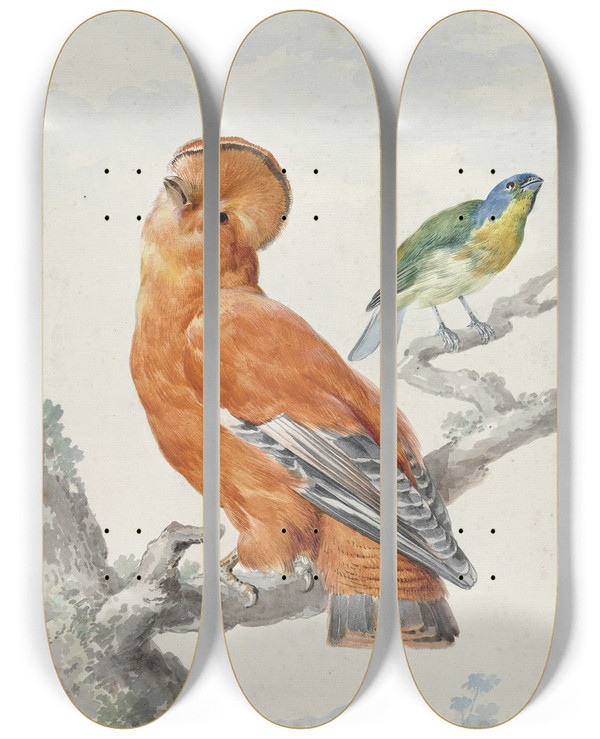 Triptych art skateboard deck of Aert Schouman Two Exotic Birds by Aert Schouman (1710-1792)