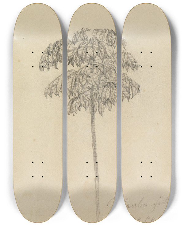 Triptych art skateboard deck of Ferdinand Keller Studie Faultierbaum by Ferdinand Keller (1842-1922)