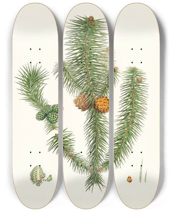 Triptych art skateboard deck of Aylmer Bourke Lambert Pinus Lanccolata Broadleaved Fir by Aylmer Bourke Lambert (1761-1842)