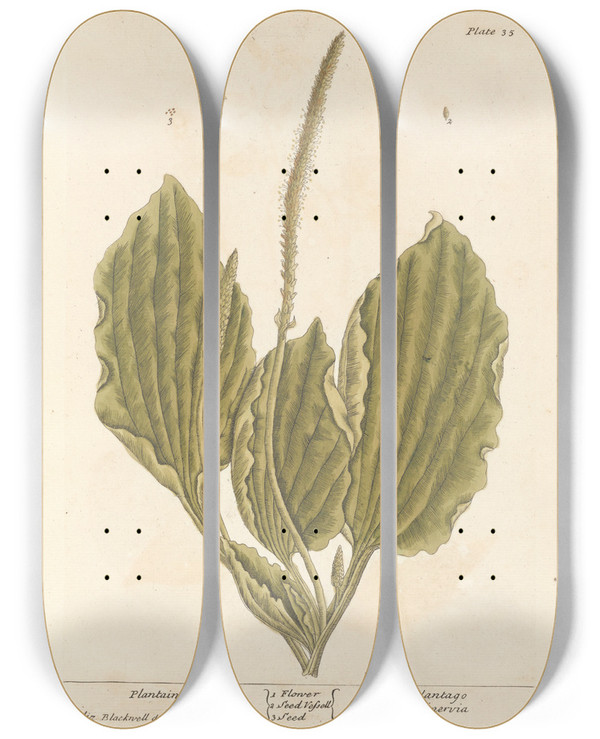 Triptych art skateboard deck of Elizabeth Blackwell Plantain by Elizabeth Blackwell (1707-1758)