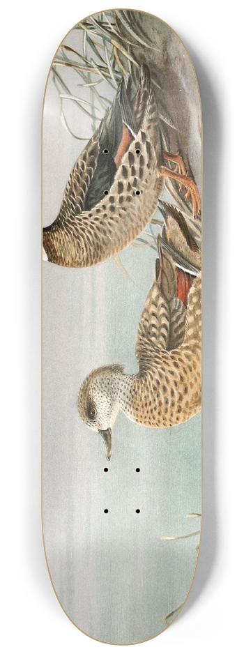 Allan Brooks - Crested Duck, Bronze-Winged Duck 8.25 inch art skate deck