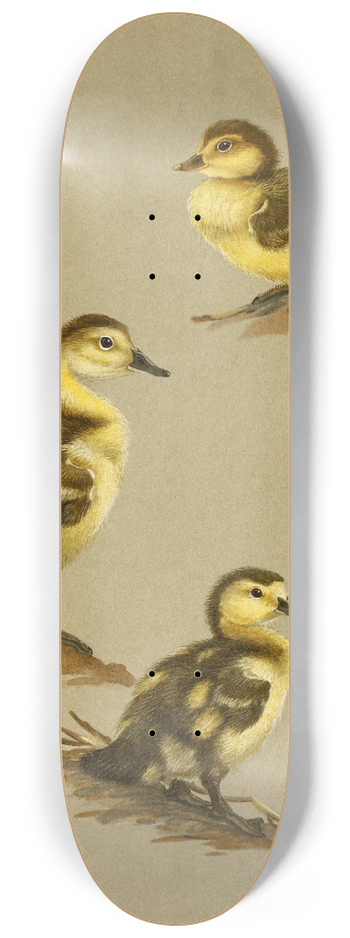 Allan Brooks - Downy Young Of Red-Head, Canvas-Back, Ring-Necked Duck 8.25 inch art skate deck