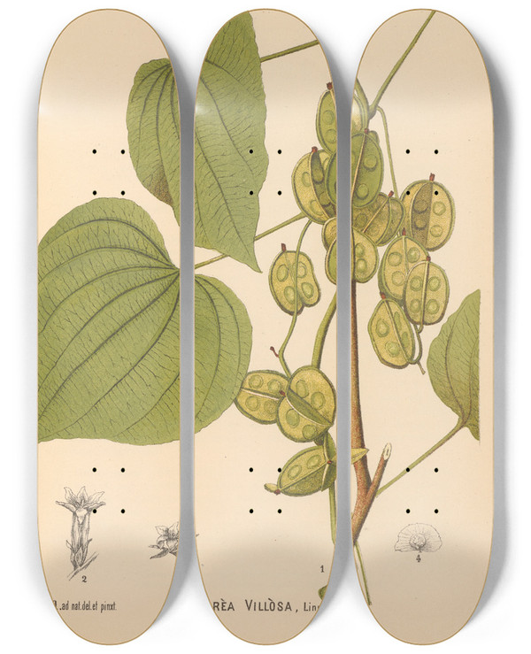 Triptych art skateboard deck of Charles Frederick Millspaugh Medicinal Plants Pl073 by Charles Frederick Millspaugh (1854-1923)