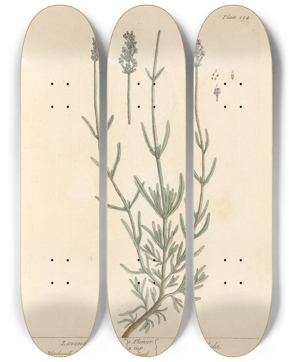 Triptych art skateboard deck of Elizabeth Blackwell Lavender by Elizabeth Blackwell (1707-1758)
