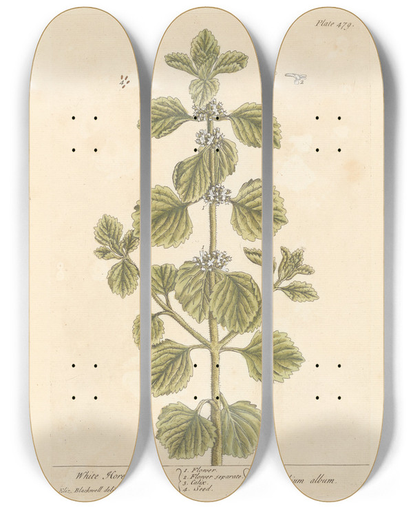 Triptych art skateboard deck of Elizabeth Blackwell White Horehound by Elizabeth Blackwell (1707-1758)