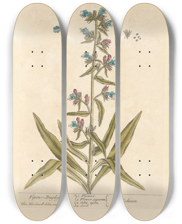 Triptych art skateboard deck of Elizabeth Blackwell Vipers Bugloss by Elizabeth Blackwell (1707-1758)
