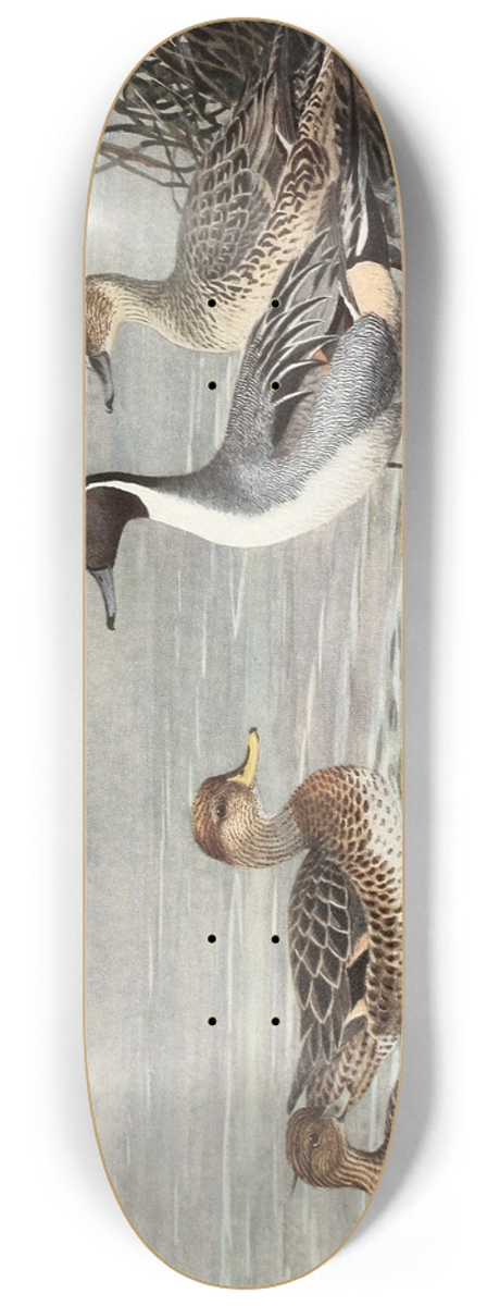 Allan Brooks - Pintail, Chilian Pintail, Eatons Pintail 8.25 inch art skate deck