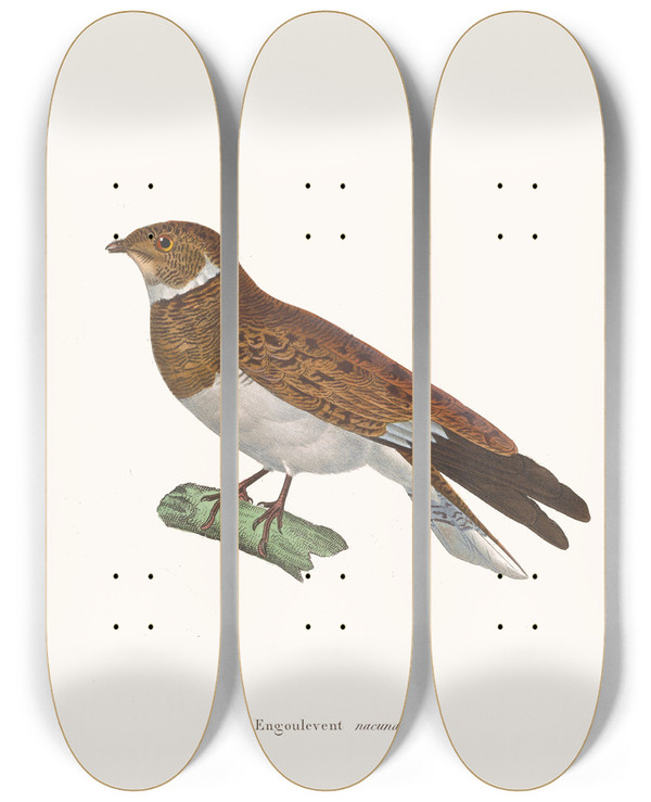 Triptych art skateboard deck of Coenraad Jacob Temminck Engoulevent Nacunda by Coenraad Jacob Temminck (1778-1858)