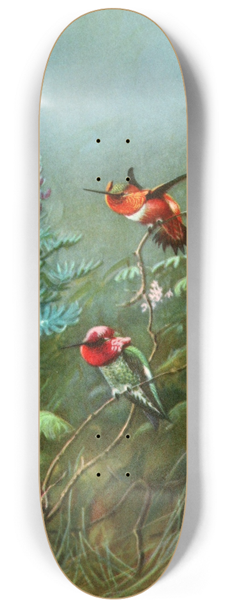 Allan Brooks - Rufous and Annas humming birds 8.25 inch art skate deck