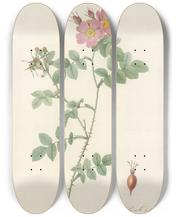 Triptych art skateboard deck of Pierre Joseph Redout Rosa Rubiginosa Triflora by Pierre Joseph Redoute (1759-1840)