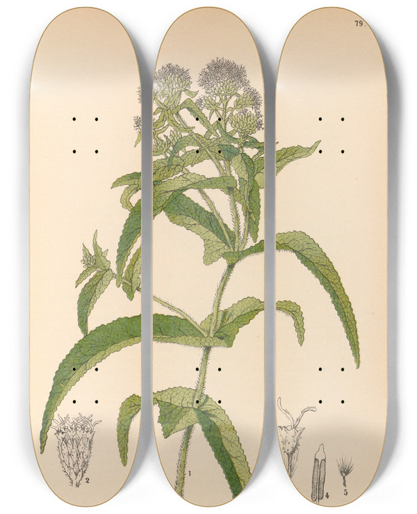 Triptych art skateboard deck of Charles Frederick Millspaugh Medicinal Plants Pl172 by Charles Frederick Millspaugh (1854-1923)