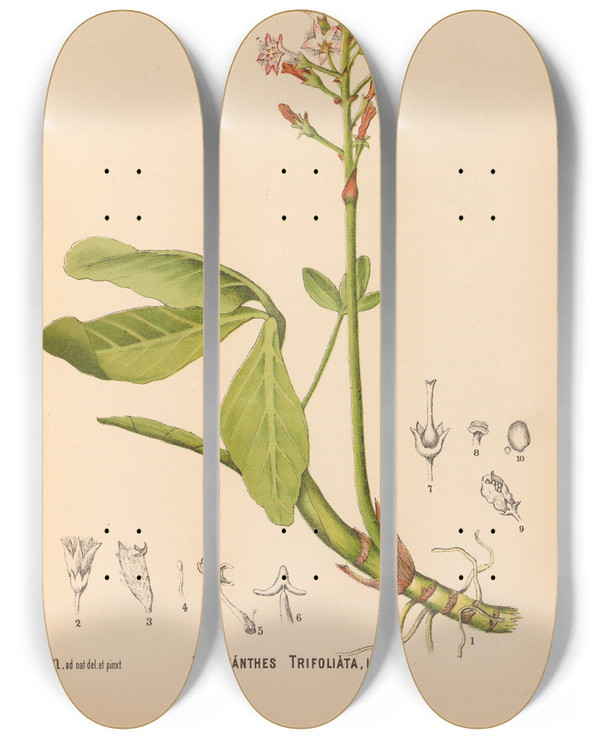 Triptych art skateboard deck of Charles Frederick Millspaugh Medicinal Plants Pl024 by Charles Frederick Millspaugh (1854-1923)