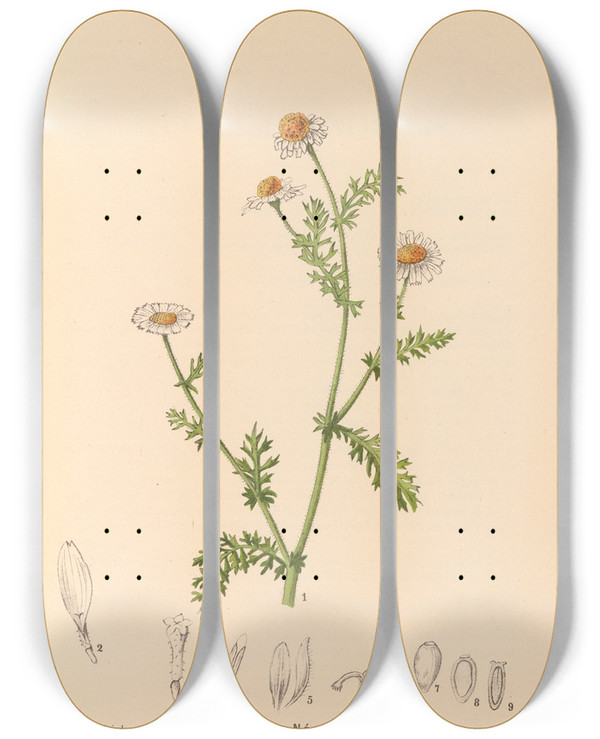 Triptych art skateboard deck of Charles Frederick Millspaugh Medicinal Plants Pl177 by Charles Frederick Millspaugh (1854-1923)