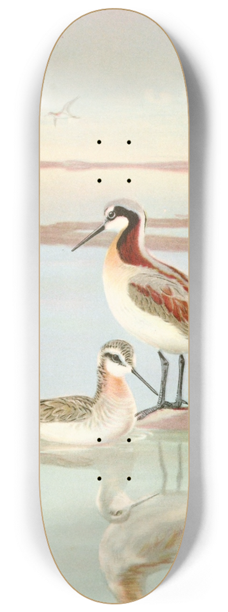 Allan Brooks - Wilsons phalarope 8.25 inch art skate deck
