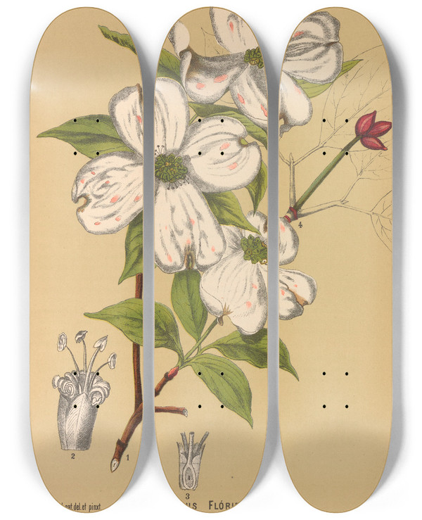 Triptych art skateboard deck of Charles Frederick Millspaugh Medicinal Plants Pl164 by Charles Frederick Millspaugh (1854-1923)