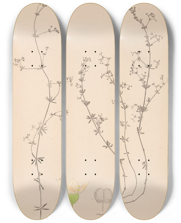 Triptych art skateboard deck of Louis Antoine Cusin Herbier De La Flore Franaise Pl0642 by Louis Antoine Cusin (1824-1901)