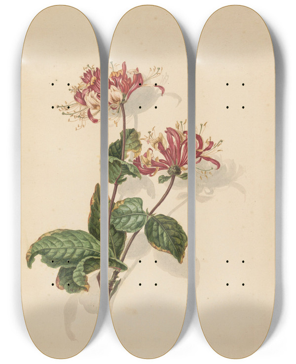Triptych art skateboard deck of Barend Hendrik Thier Tak Wilde Kamperfoelie Lonicera Periclymenum by Barend Hendrik Thier (1751-1814)