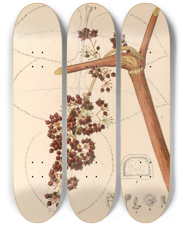 Triptych art skateboard deck of Charles Frederick Millspaugh Medicinal Plants Pl162 by Charles Frederick Millspaugh (1854-1923)