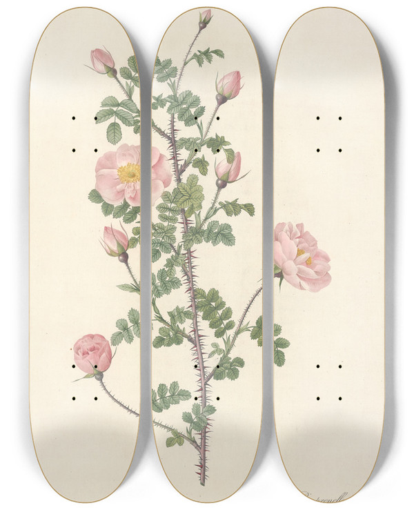 Triptych art skateboard deck of Pierre Joseph Redout Rosa Pimpinellifolia Rubra by Pierre Joseph Redoute (1759-1840)