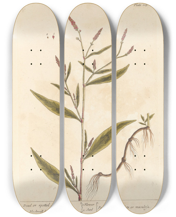 Triptych art skateboard deck of Elizabeth Blackwell Dead Or Spotted Arsmart by Elizabeth Blackwell (1707-1758)
