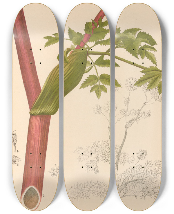 Triptych art skateboard deck of Charles Frederick Millspaugh Medicinal Plants Pl157 by Charles Frederick Millspaugh (1854-1923)