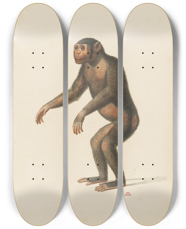 Triptych art skateboard deck of Jeanbaptiste Audebert Le Pongo by Jean-Baptiste Audebert (1759-1800)