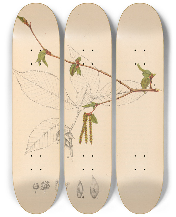 Triptych art skateboard deck of Charles Frederick Millspaugh Medicinal Plants Pl057 by Charles Frederick Millspaugh (1854-1923)