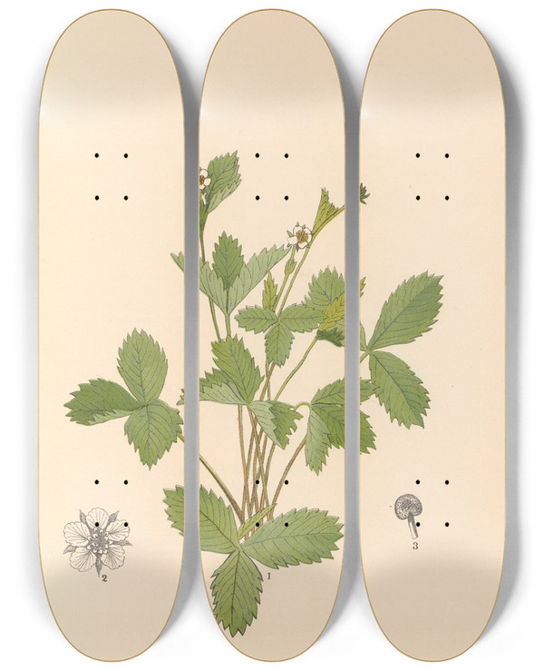 Triptych art skateboard deck of Charles Frederick Millspaugh Medicinal Plants Pl148 by Charles Frederick Millspaugh (1854-1923)