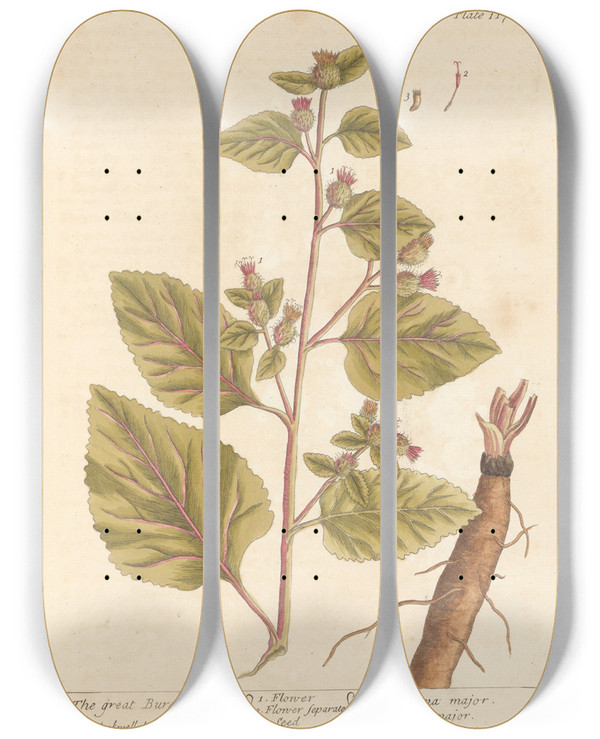 Triptych art skateboard deck of Elizabeth Blackwell The Great Burdock by Elizabeth Blackwell (1707-1758)