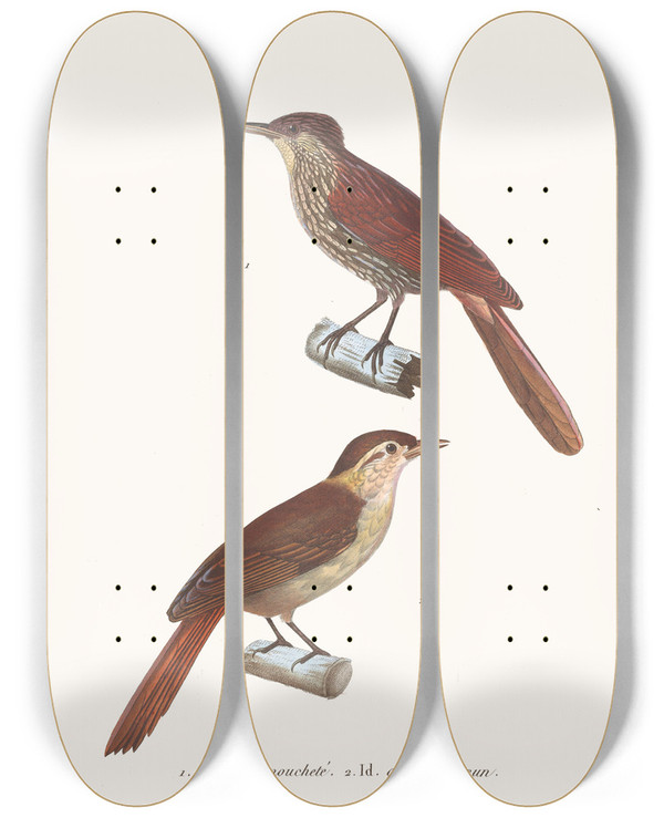Triptych art skateboard deck of Coenraad Jacob Temminck Anabate Mouchete by Coenraad Jacob Temminck (1778-1858)